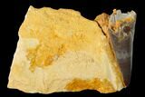 Fossil Xiphactinus Pre-Maxillary Tooth in Situ - Kansas #136438-1